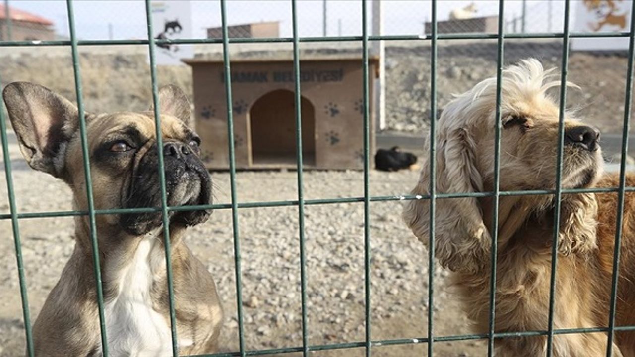 Mamak Belediyesinden sokak köpeklerinin öldürüldüğü iddiasına ilişkin açıklama
