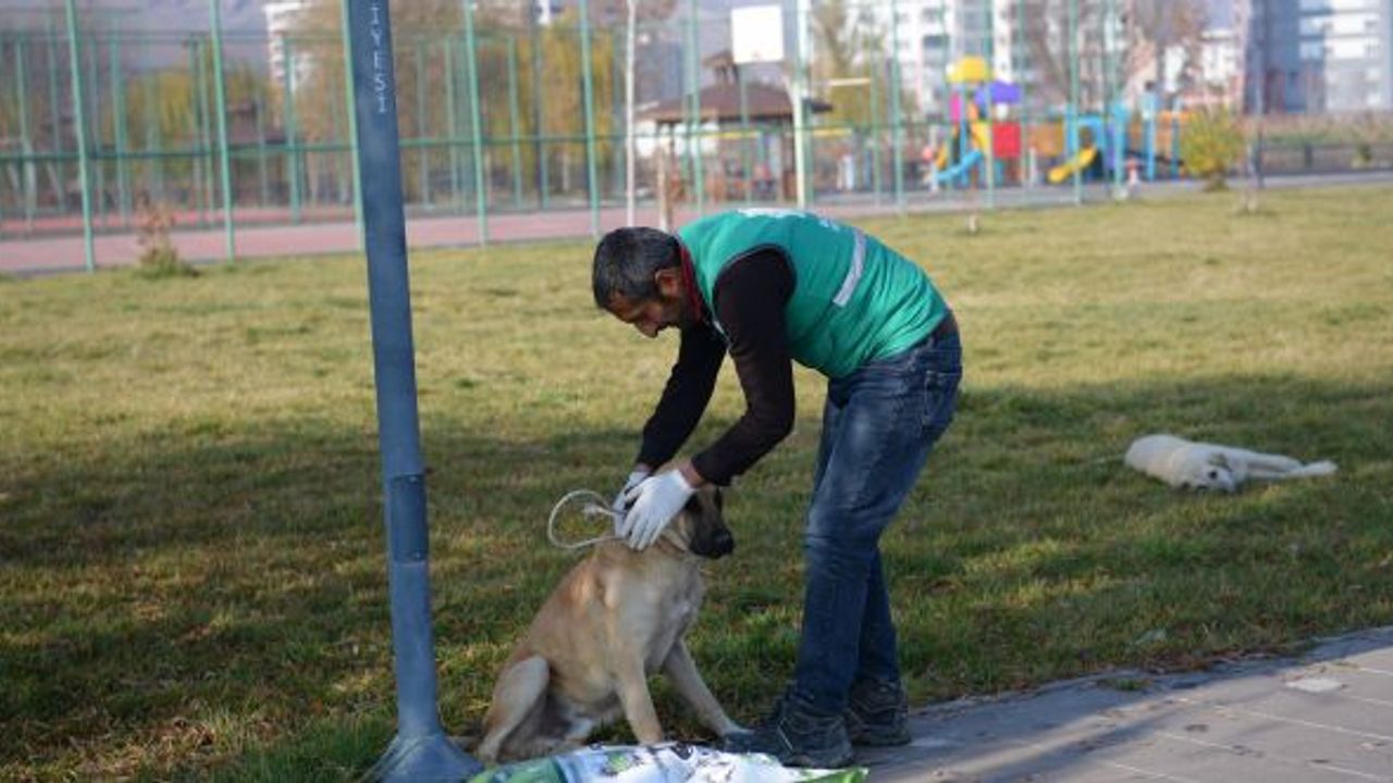 Elbistan Belediyesi başıboş köpekler için harekete geçti