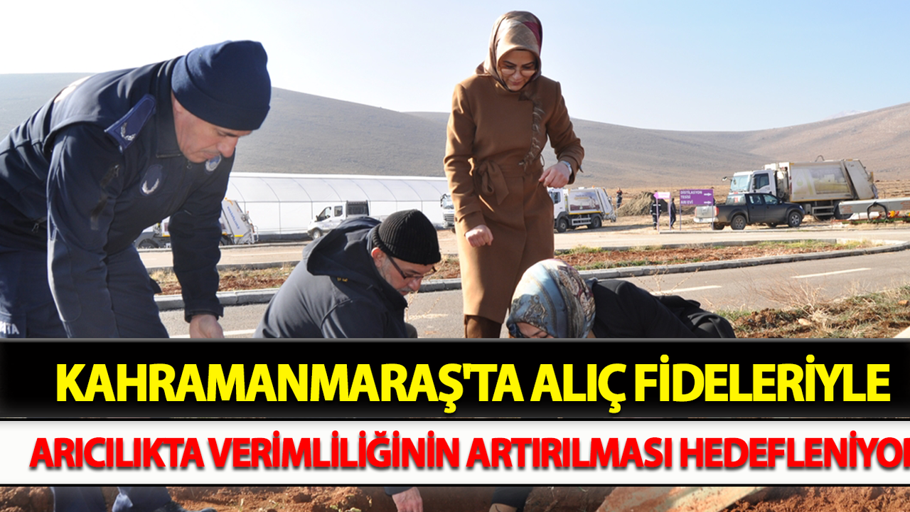 Kahramanmaraş'ta Alıç Fideleriyle Arıcılıkta Verimliliğinin Artırılması Hedefleniyor
