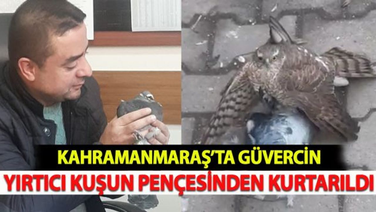 Kahramanmaraş'ta güvercin yırtıcı kuşun pençesinden kurtarıldı!