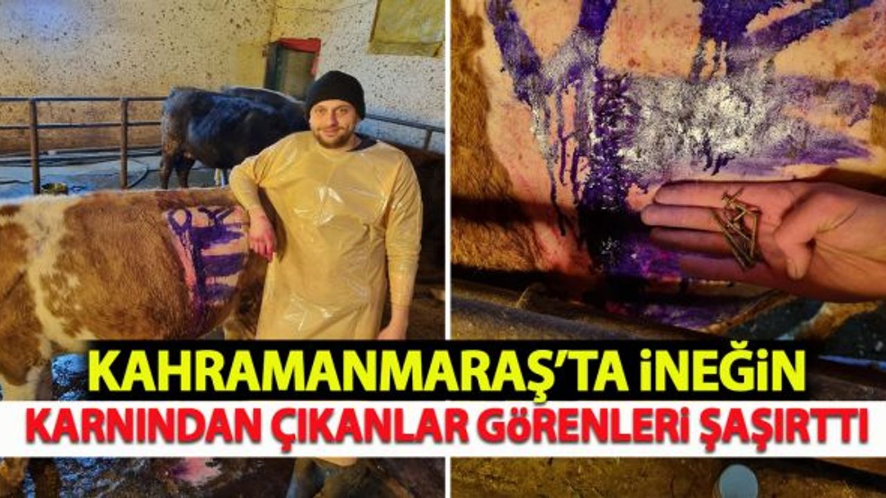 Kahramanmaraş'ta ineğin karnından çıkanlar görenleri şaşırttı!