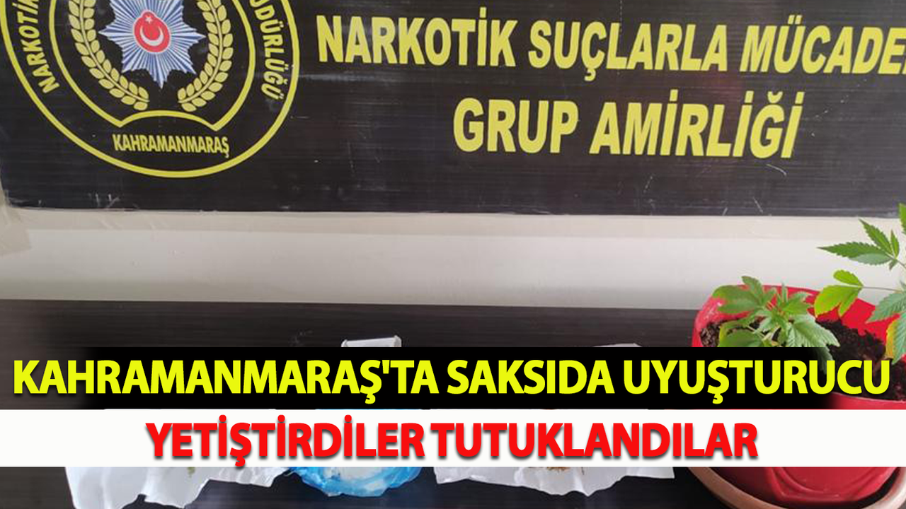 Kahramanmaraş'ta Saksıda Uyuşturucu Yetiştirdiler Tutuklandılar