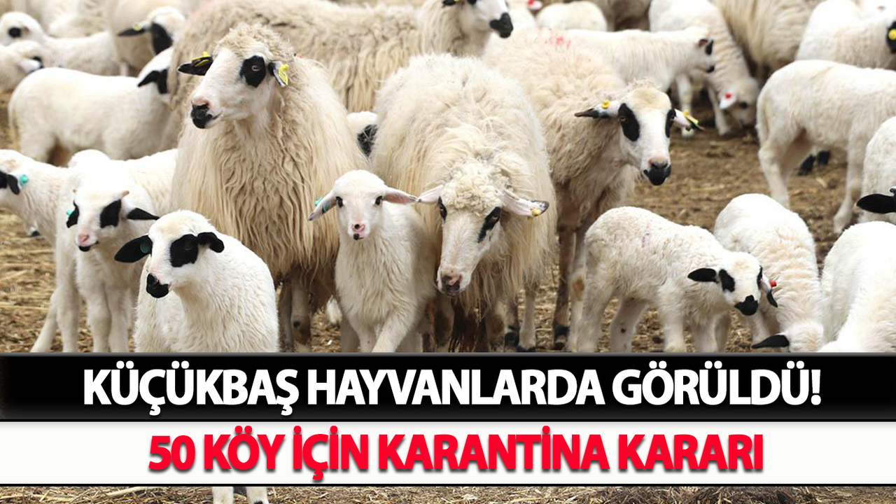 Küçükbaş hayvanlarda görüldü! 50 Köy İçin Karantina Kararı