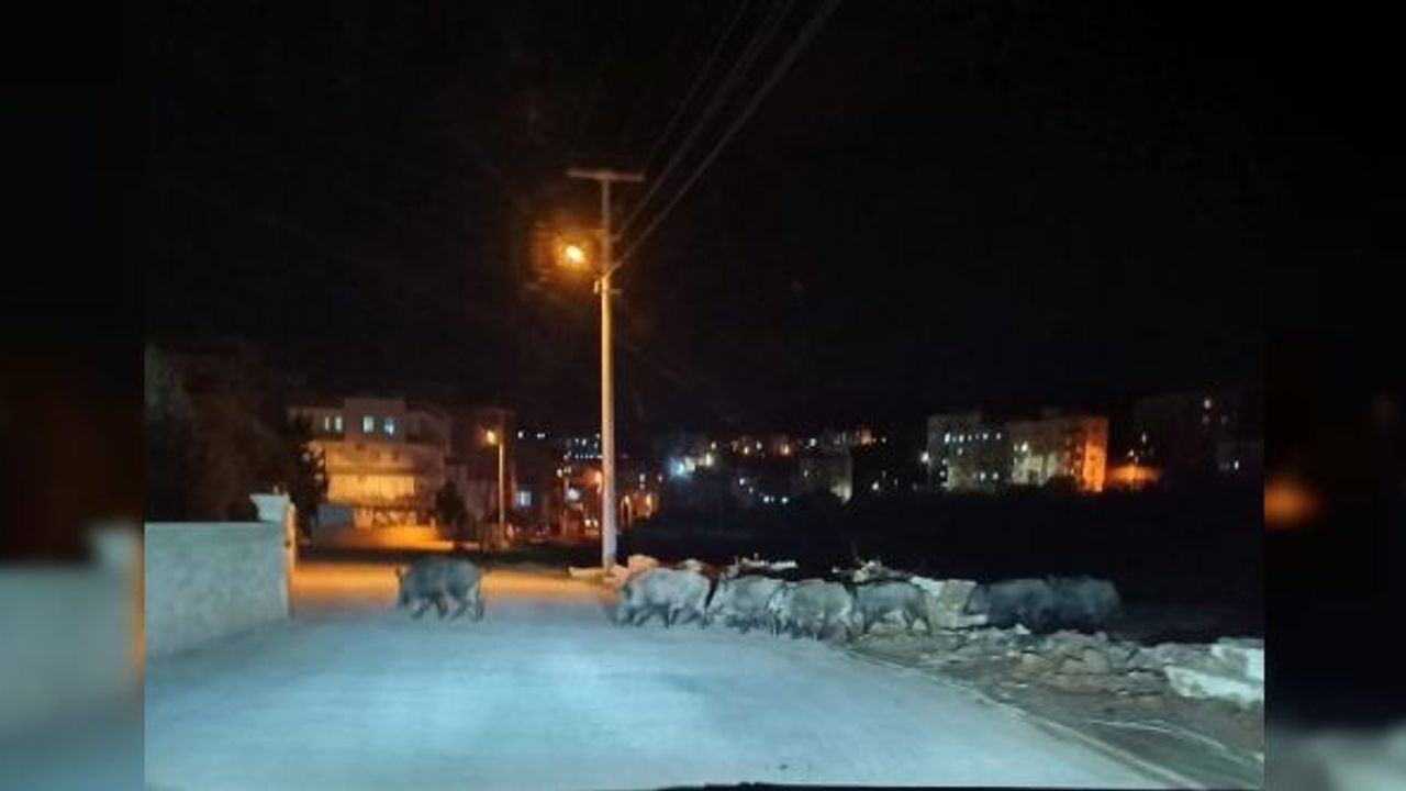 Aç kalan domuzlar şehir merkezine indi!