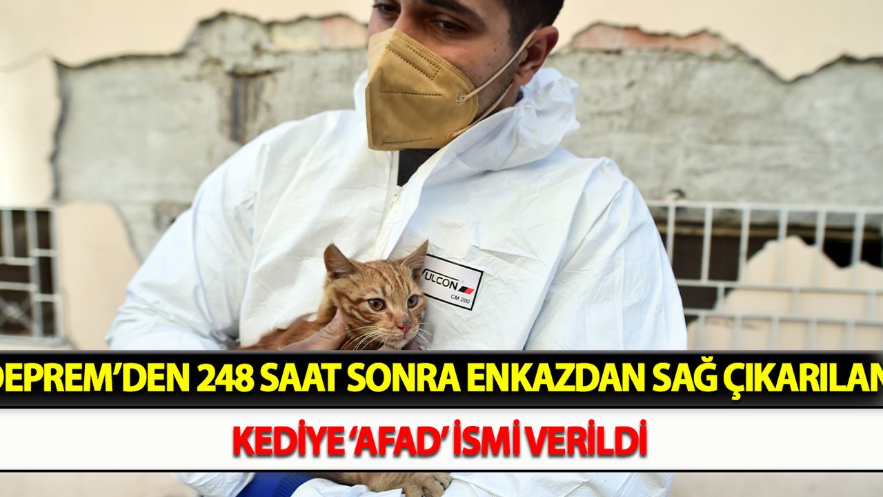 Deprem’den 248 saat sonra enkazdan sağ çıkarılan kediye ‘AFAD’ ismi verildi