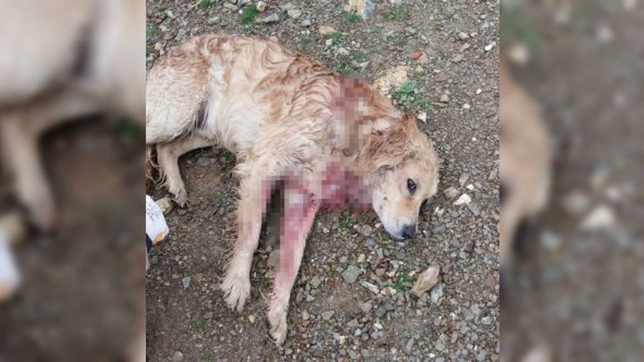 Golden cinsi köpeği av tüfeğiyle vuruldu!