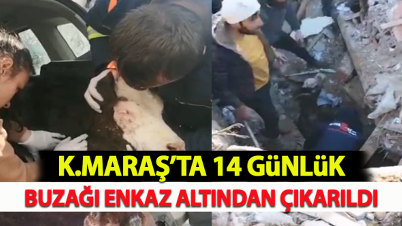 Kahramanmaraş'ta 14 günlük buzağı enkaz altından çıkarıldı!