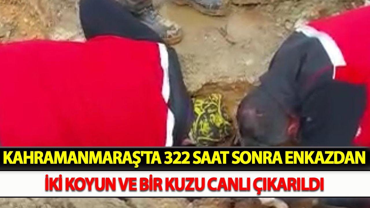 Kahramanmaraş'ta 322 saat sonra enkazdan iki koyun ve bir kuzu canlı çıkarıldı