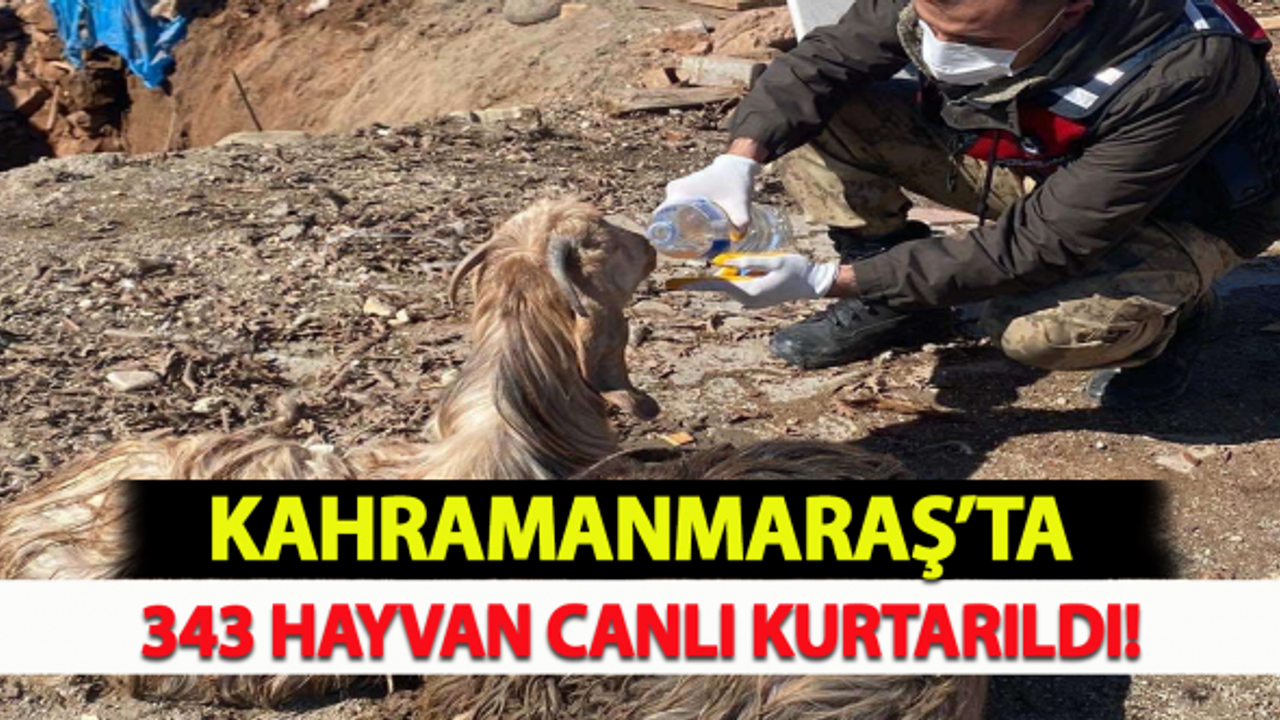 Kahramanmaraş'ta 343 hayvan canlı kurtarıldı!