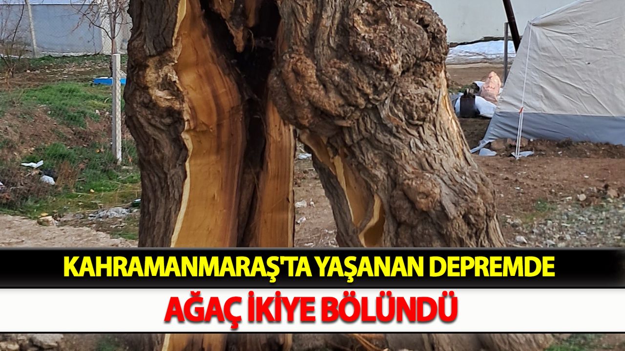 Kahramanmaraş'ta Yaşanan depremde ağaç ikiye bölündü