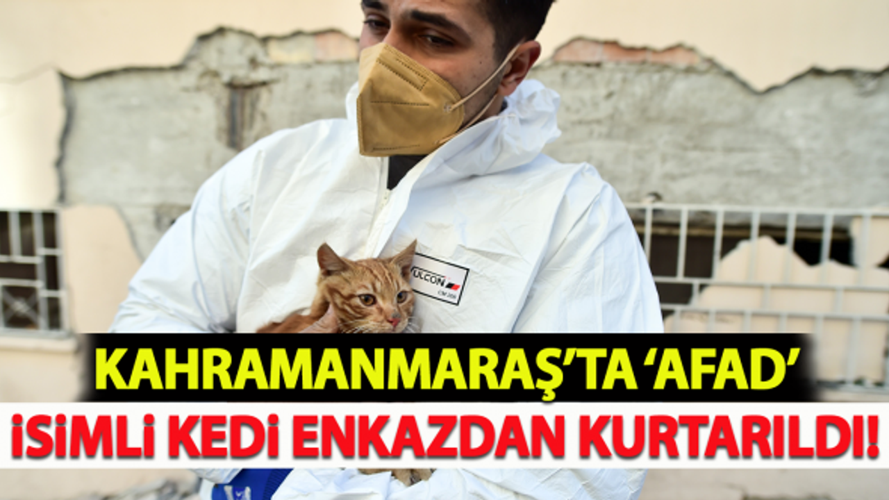 Kahramanmraş'ta 'AFAD' isimli kedi enkazdan kurtarıldı!