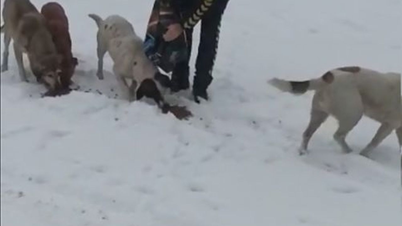 Polis ekipleri, sahipsiz ve yaban hayvanlarına yem ve mama verdi!