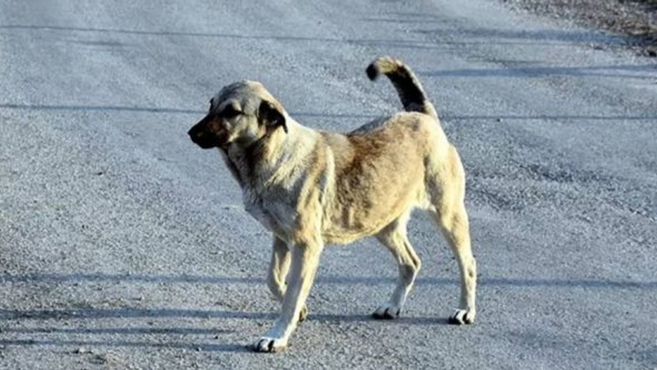 Sahipsiz köpeğin saldırısına uğrayan kız çocuğu yaralandı!