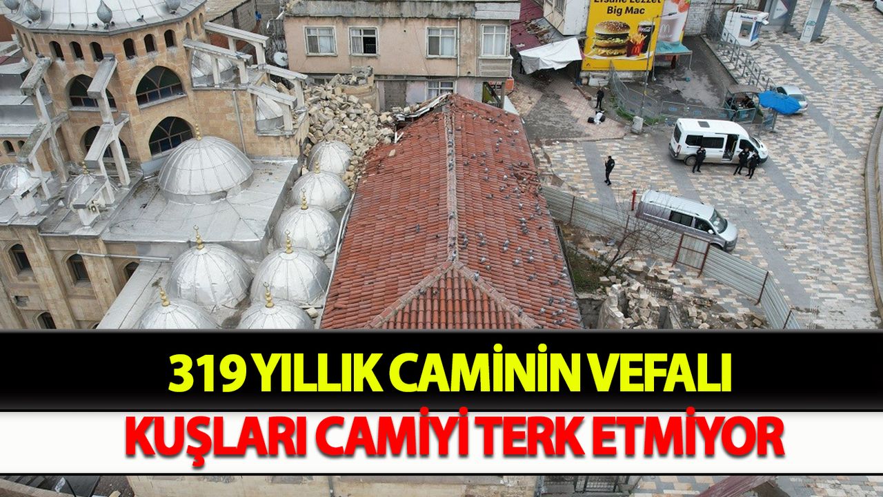 319 yıllık caminin vefalı kuşları camiyi terk etmiyor
