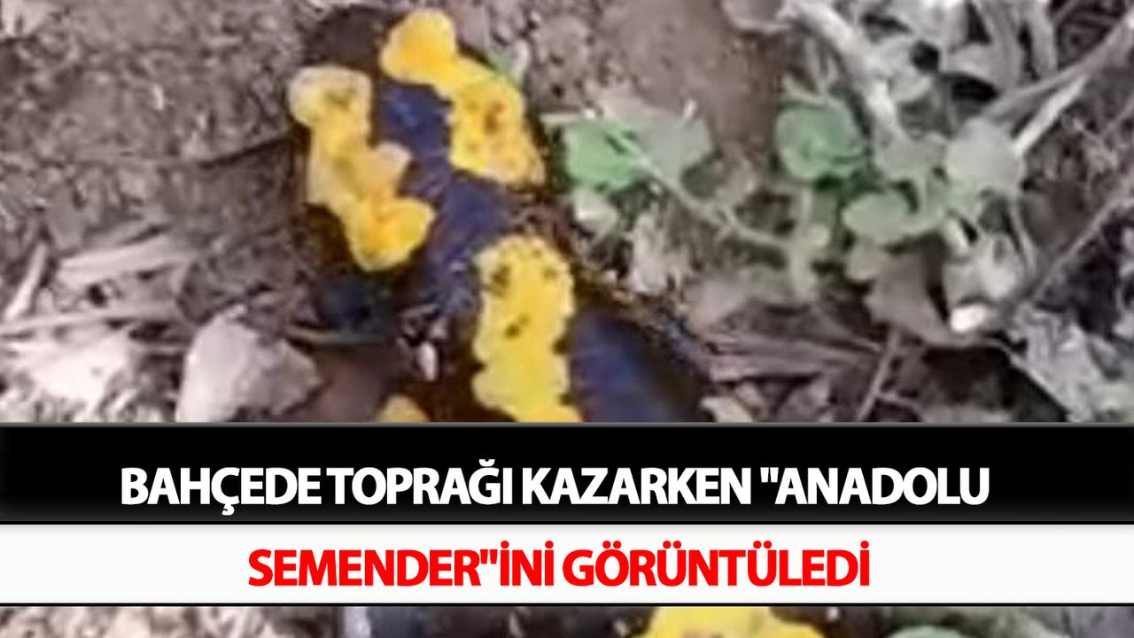 Bahçede toprağı kazarken "Anadolu Semender"ini görüntüledi