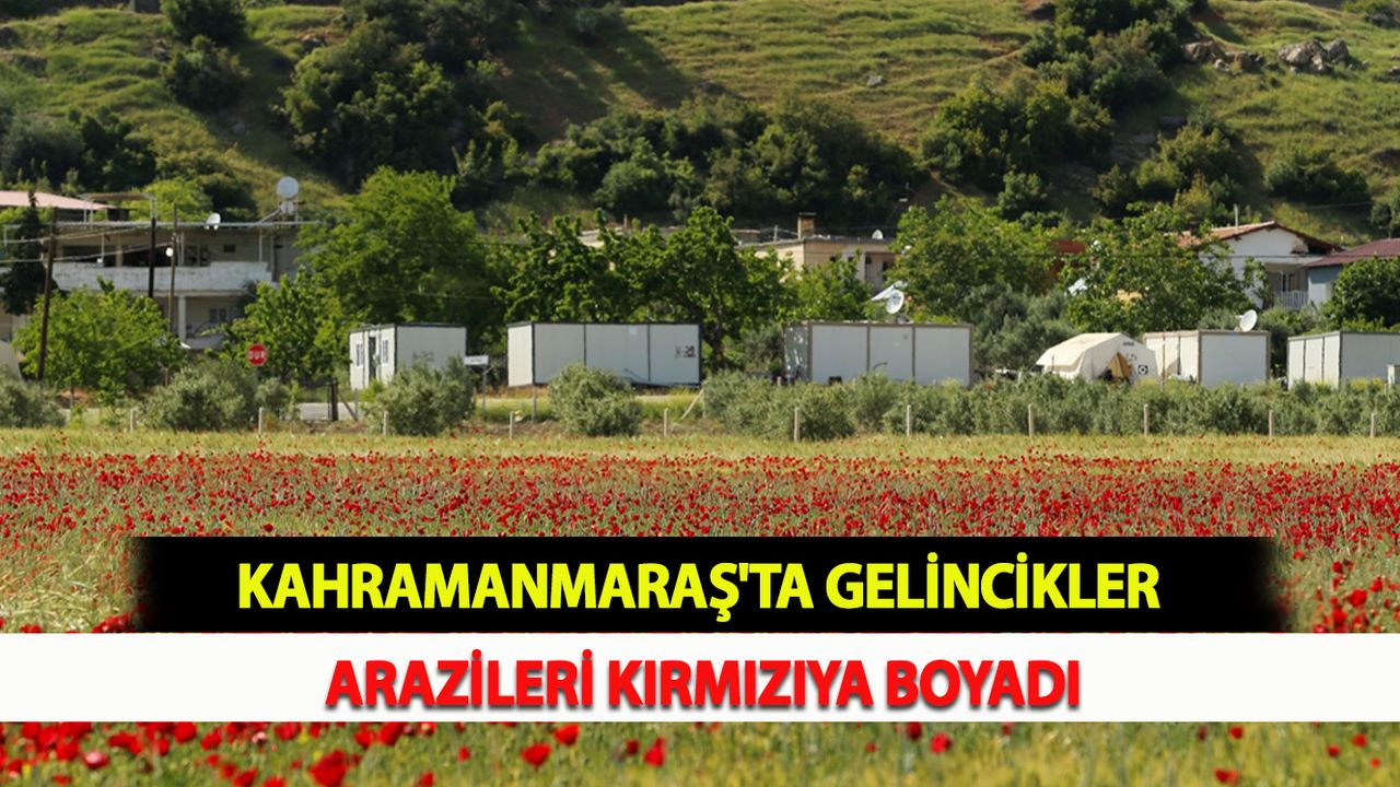 Kahramanmaraş'ta gelincikler arazileri kırmızıya boyadı