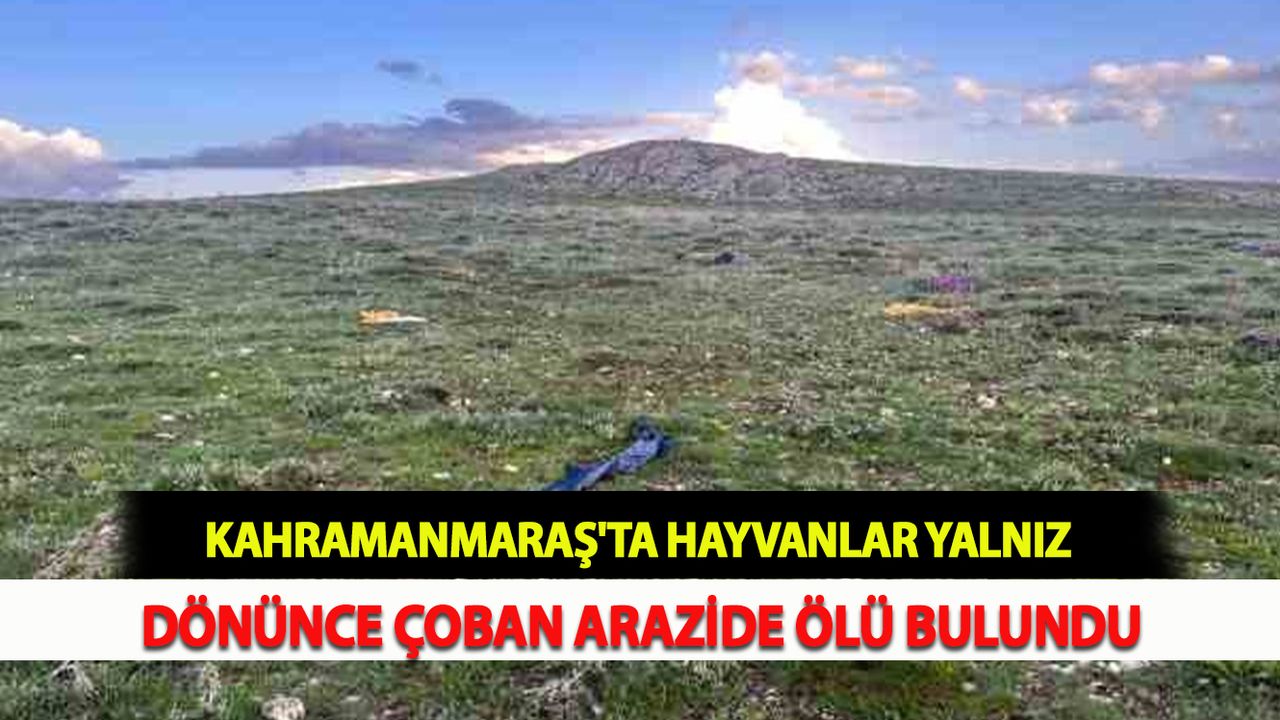 Kahramanmaraş'ta Hayvanlar yalnız dönünce çoban arazide ölü bulundu