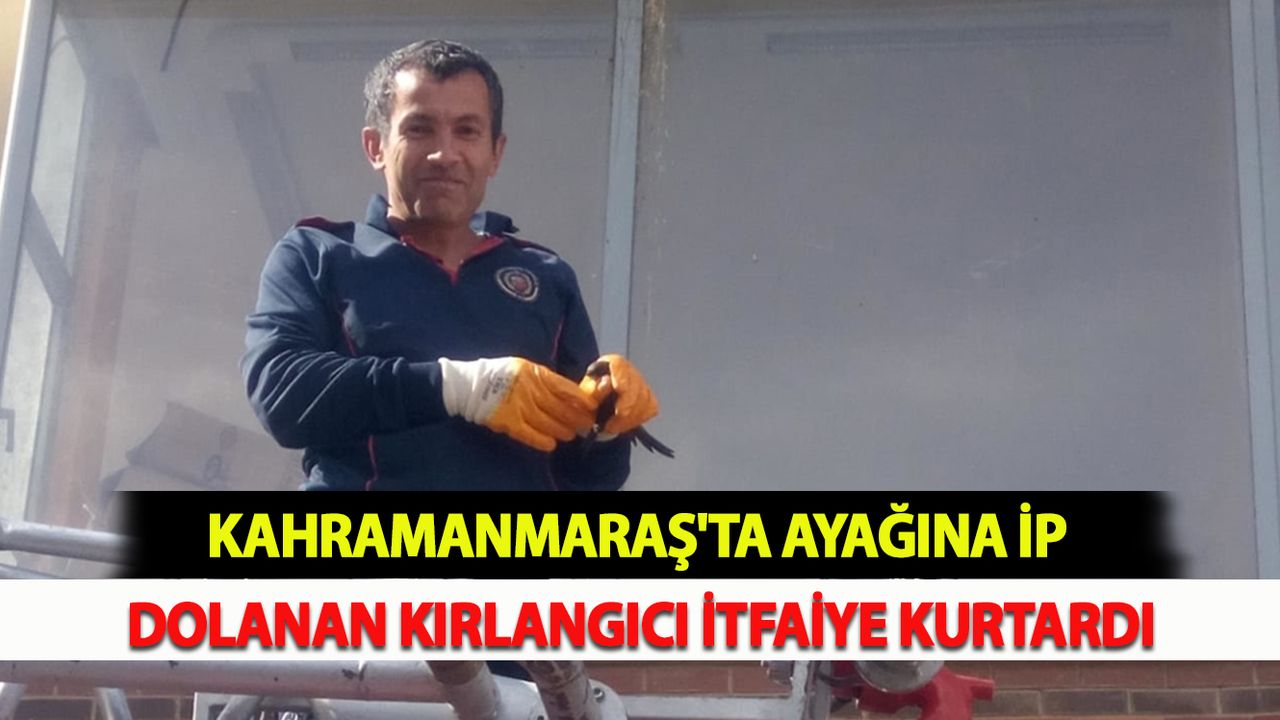 Kahramanmaraş'ta ayağına ip dolanan kırlangıcı itfaiye kurtardı