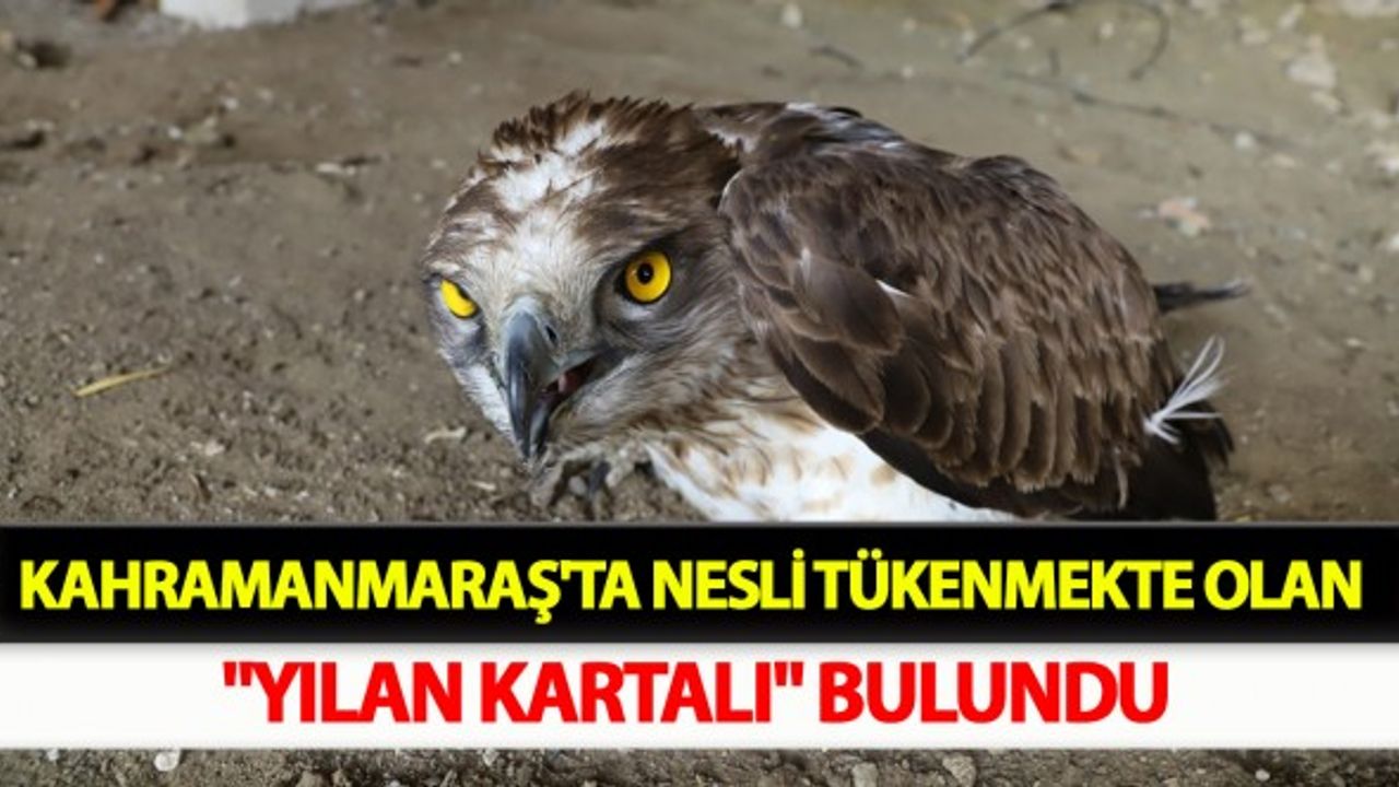 Kahramanmaraş'ta Nesli Tükenmekte Olan "Yılan Kartalı" Bulundu