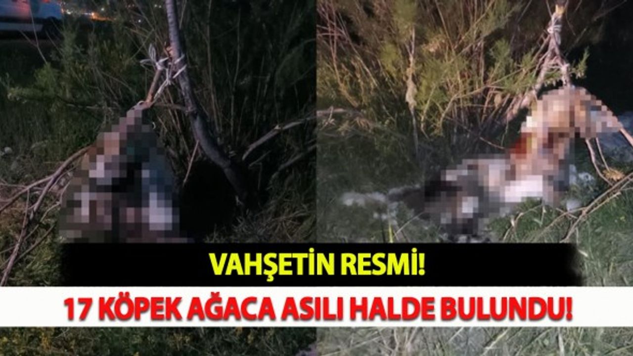 Vahşetin Resmi: 17 Köpek Ağaca Asılı Halde Bulundu
