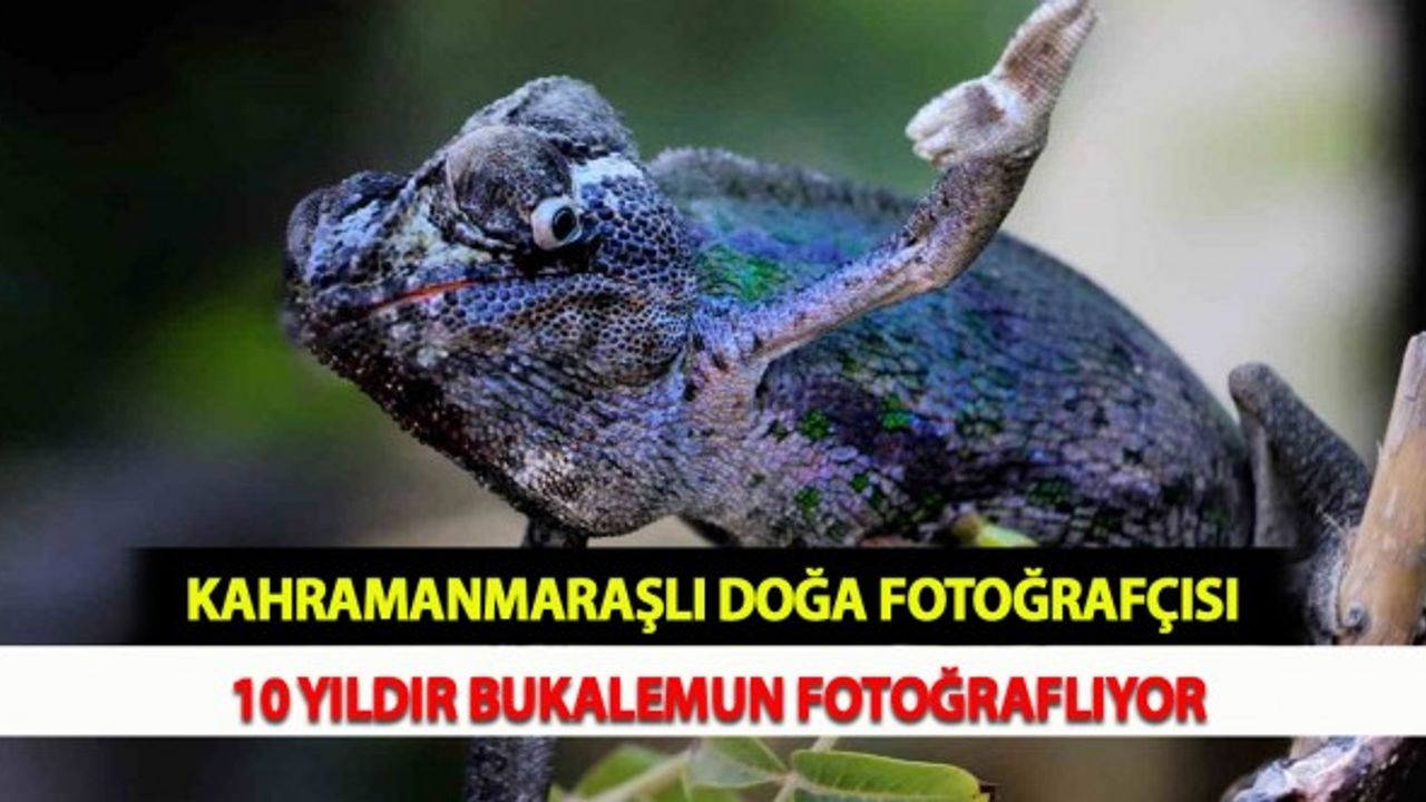 Kahramanmaraşlı Doğa Fotoğrafçısı 10 Yıldır Bukalemun Fotoğraflıyor