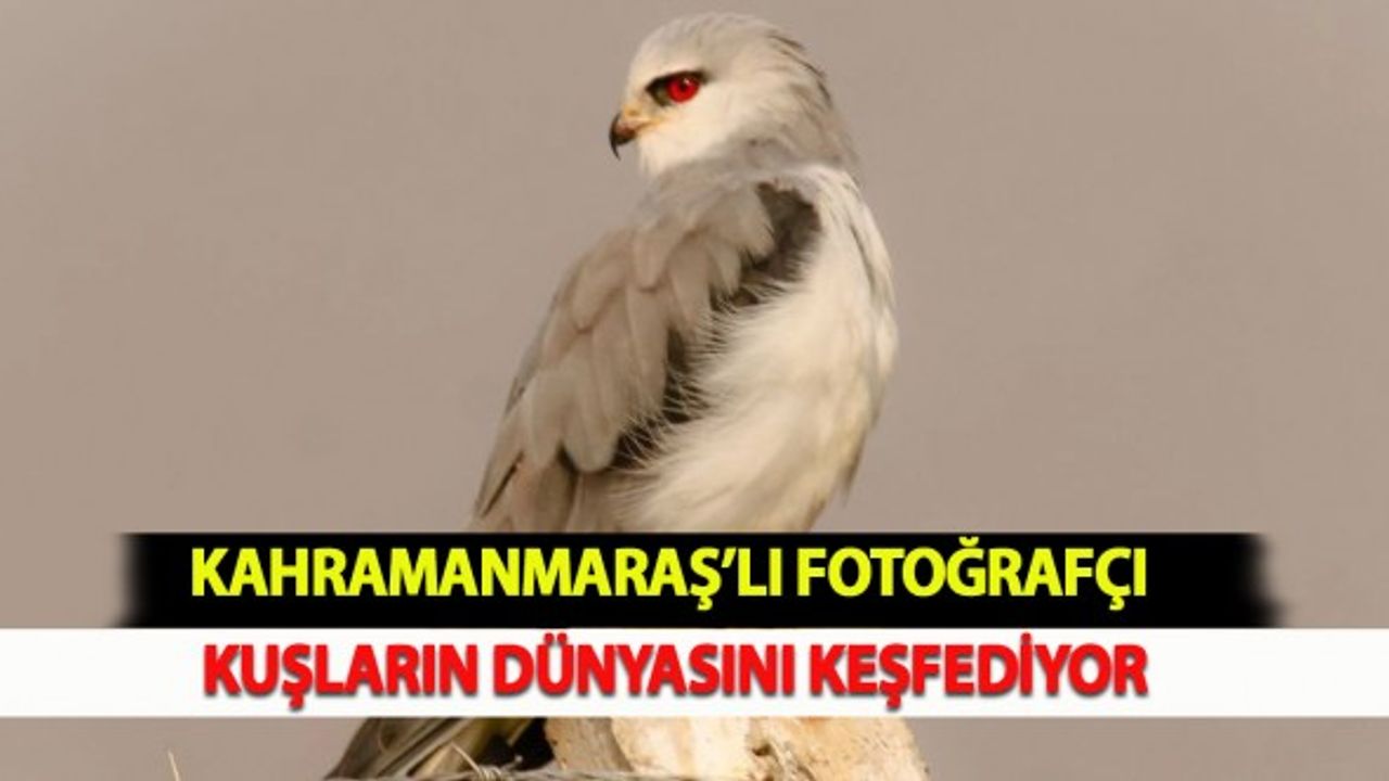 Kahramanmaraş’lı Fotoğrafçı Kuşların Dünyasını Keşfediyor