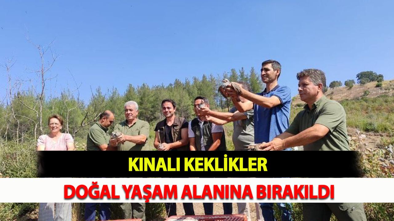 Kınalı Keklikler Doğal Yaşam Alanına Bırakıldı