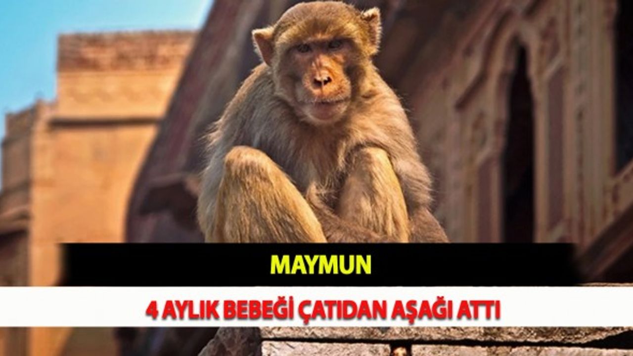 Maymun, 4 Aylık Bebeği Çatıdan Aşağı Attı