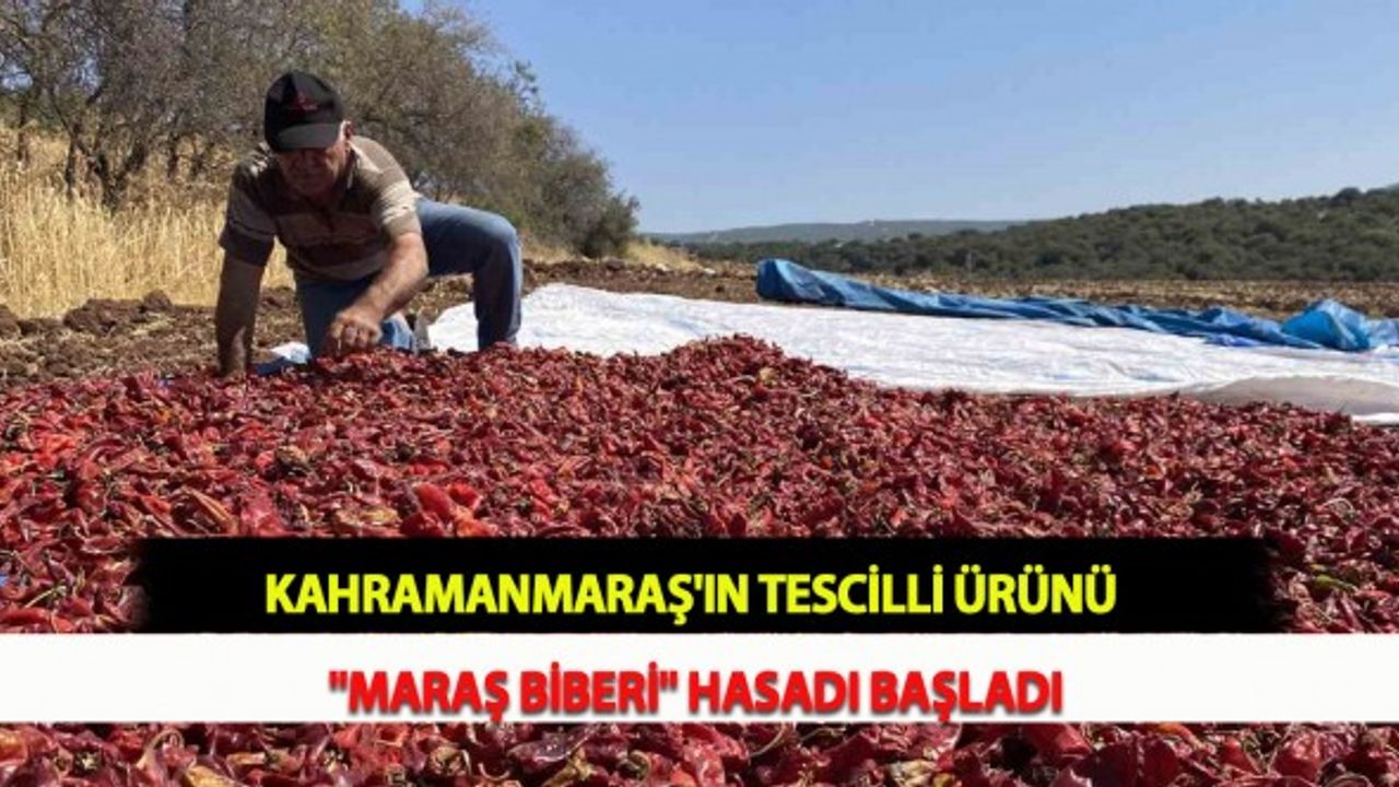 Kahramanmaraş'ın Tescilli Ürünü "Maraş Biberi" Hasadı Başladı