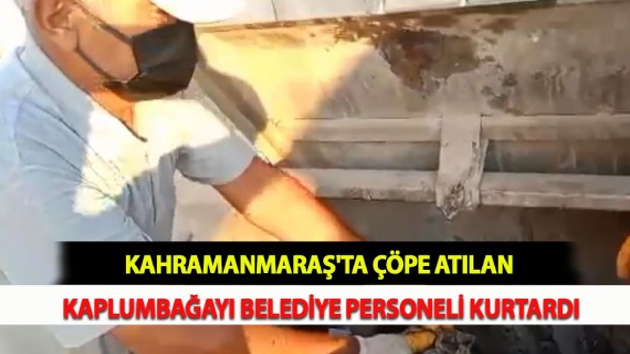 Kahramanmaraş'ta Çöpe Atılan Kaplumbağayı Belediye Personeli Kurtardı