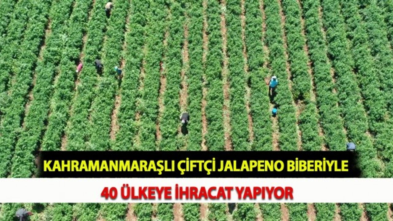 Kahramanmaraşlı Çiftçi Jalapeno Biberiyle 40 Ülkeye İhracat Yapıyor