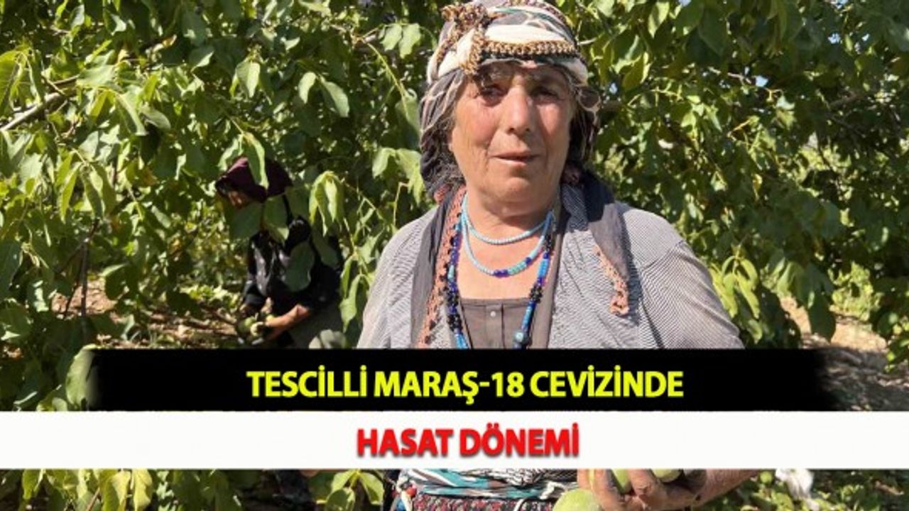 Tescilli Maraş-18 Cevizinde Hasat Dönemi