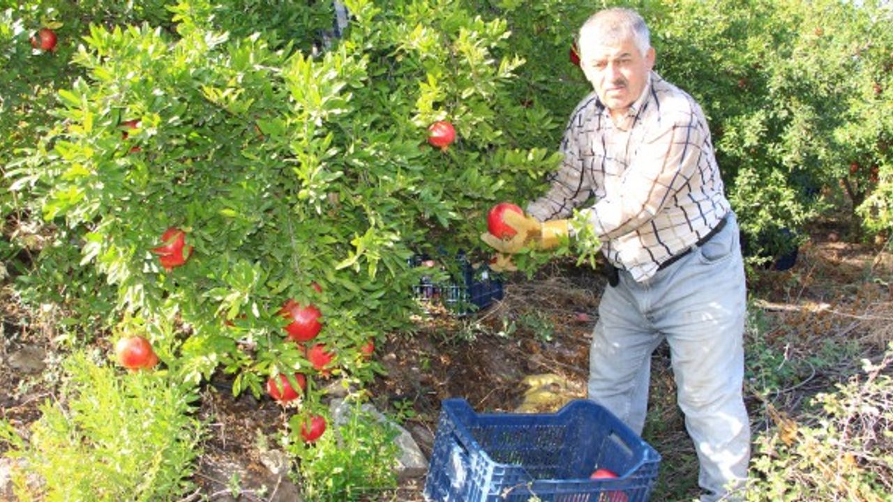 Kumluca’da hasadı devam eden narda 20 bin ton rekolte bekleniyor