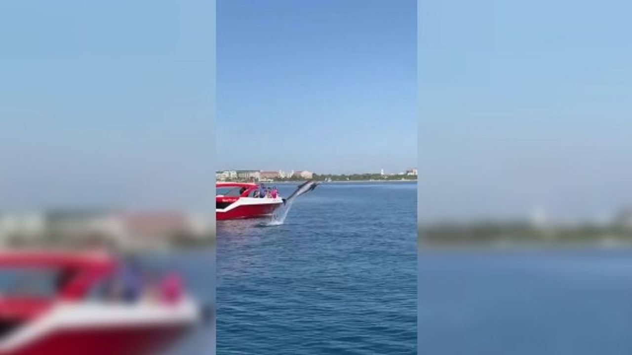 Su sporları teknesine yunus sürprizi