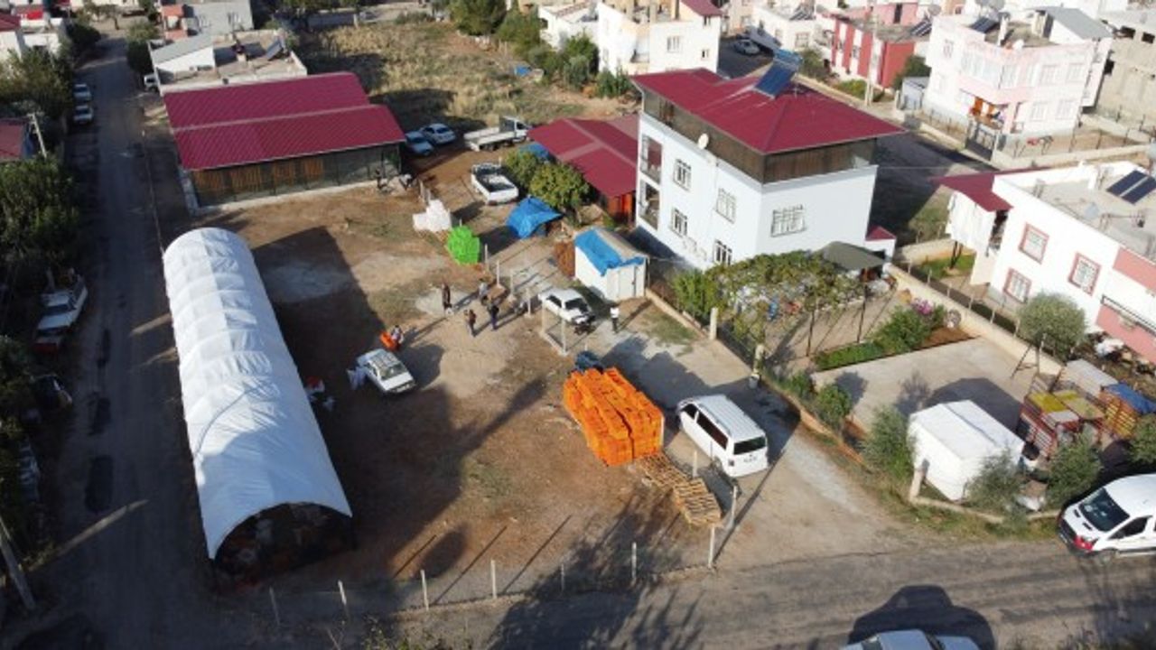 Hurma kurutma işi mahalleyi fabrikaya çevirdi