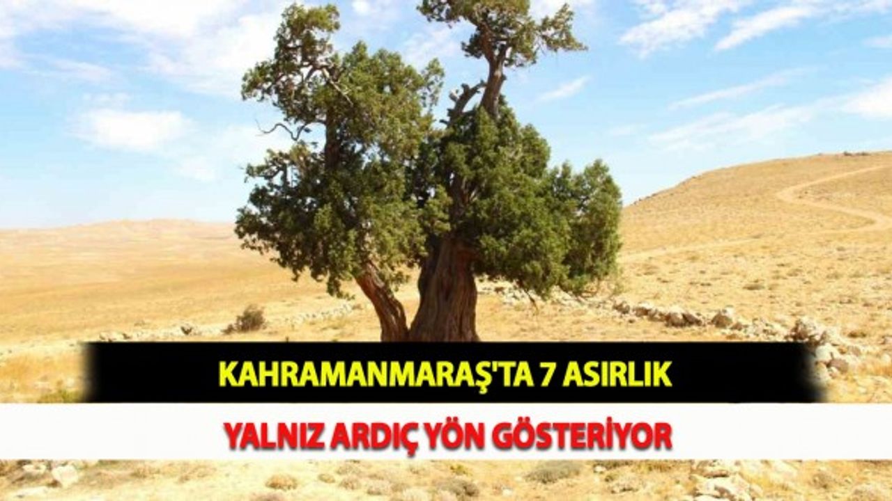 Kahramanmaraş'ta 7 Asırlık Yalnız Ardıç Yön Gösteriyor