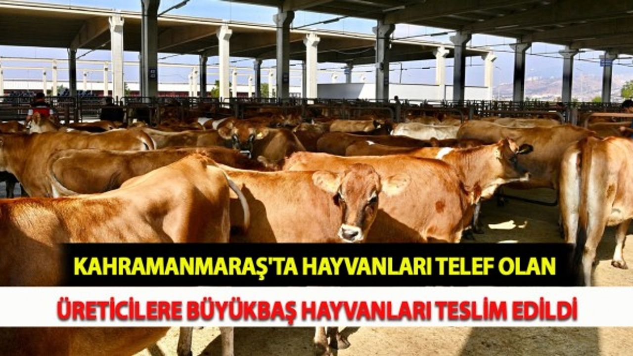 Kahramanmaraş'ta Hayvanları Telef Olan Üreticilere Büyükbaş Hayvanları Teslim Edildi