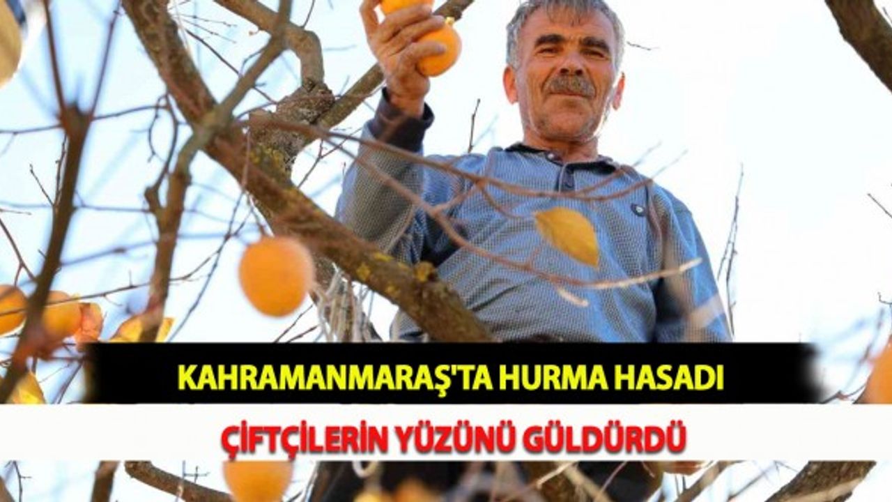 Kahramanmaraş'ta Hurma Hasadı Çiftçilerin Yüzünü Güldürdü
