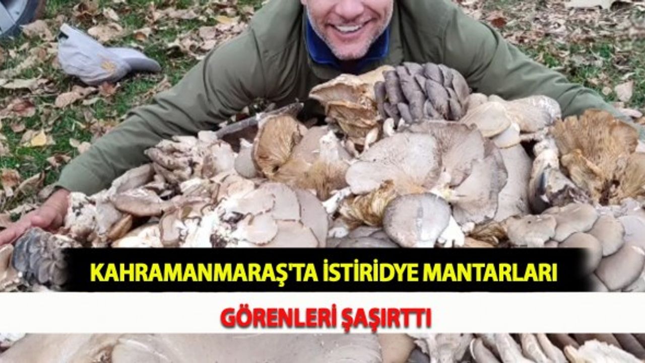 Kahramanmaraş'ta İstiridye Mantarları Görenleri Şaşırttı