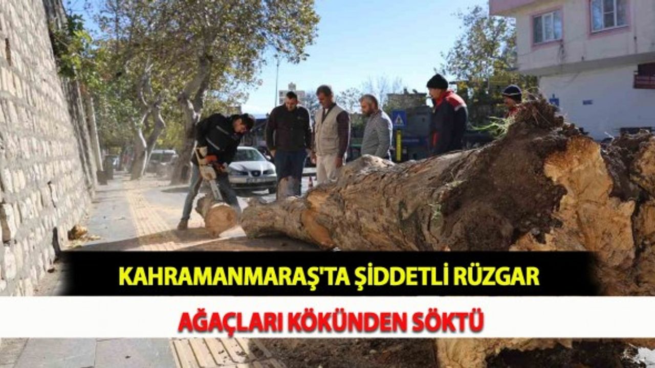 Kahramanmaraş'ta Şiddetli Rüzgar Ağaçları Kökünden Söktü