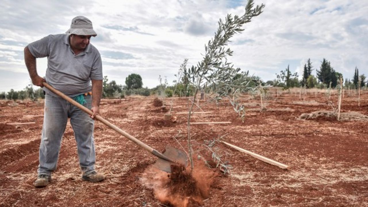 Kepez’e 30 bin zeytin fidanı dikilmesi planlanıyor