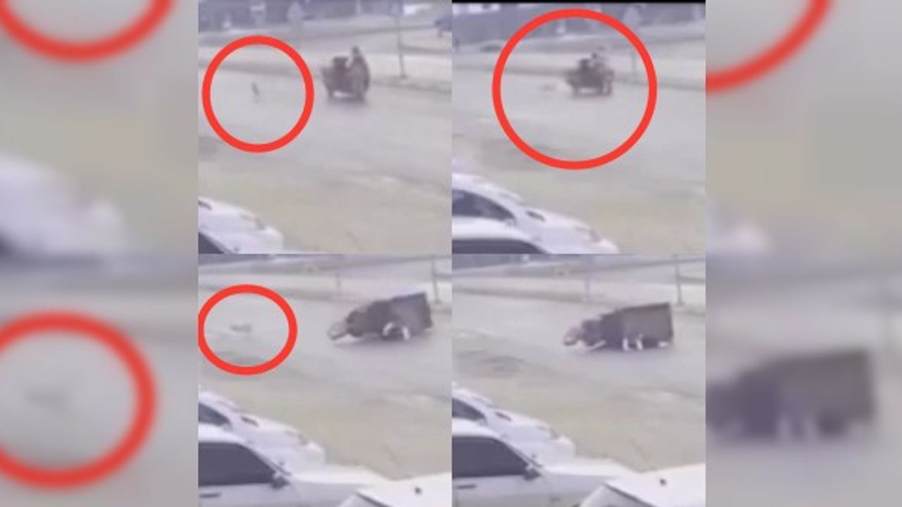 Sokak köpeğinin saldırdığı 3 tekerlekli motor böyle devrildi