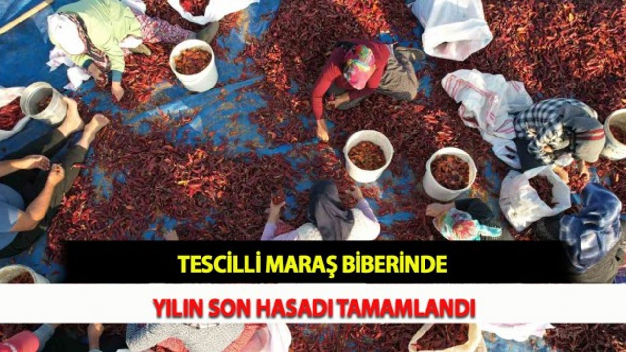 Tescilli Maraş Biberinde Yılın Son Hasadı Tamamlandı