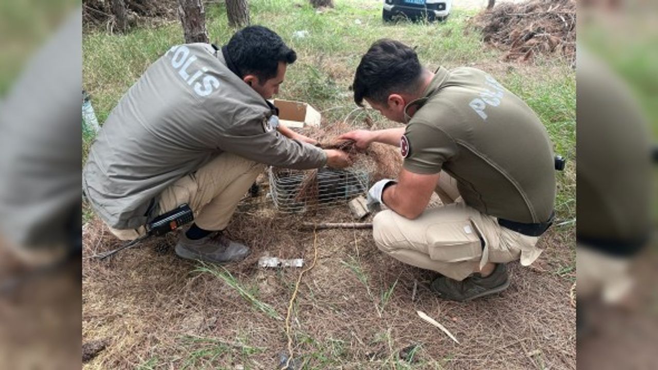 Tuzağa takılan 'bayağı çakır' kuşunu polis kurtardı