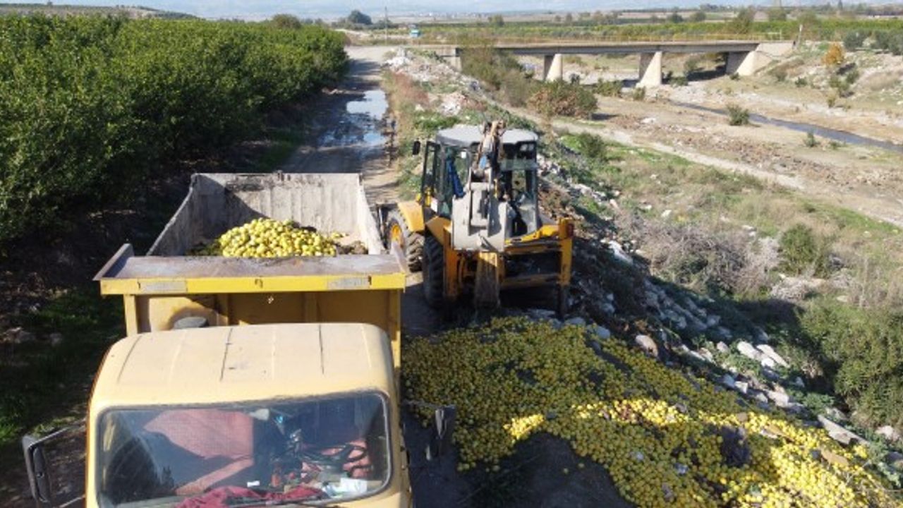 Dere yatağına dökülen tonlarca limon imha edildi