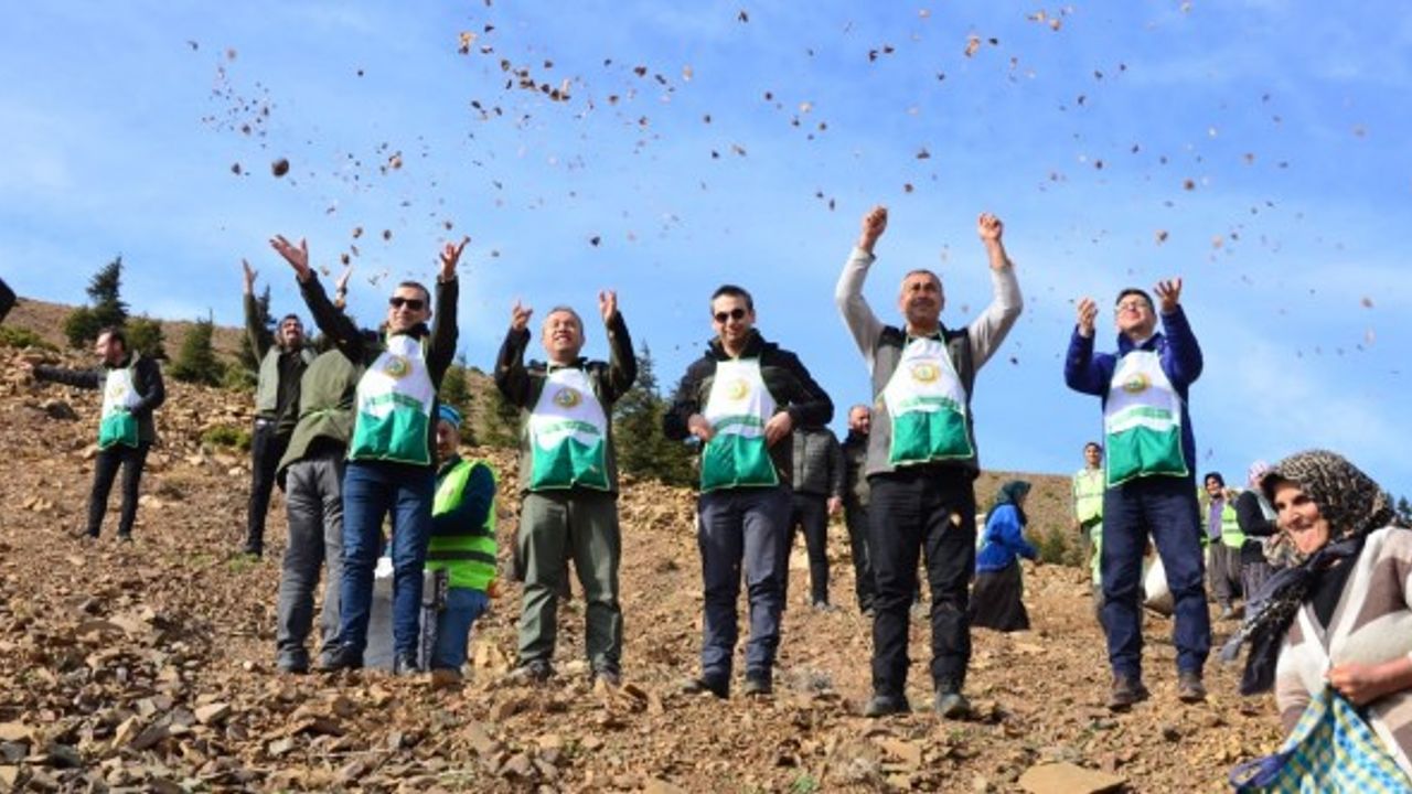Feke’de 200 hektar alan sedir tohumu ile buluştu