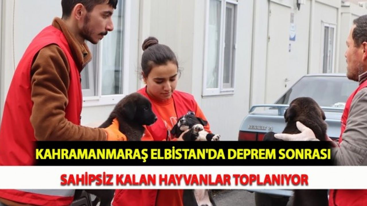 Kahramanmaraş Elbistan'da Deprem Sonrası Sahipsiz Kalan Hayvanlar Toplanıyor