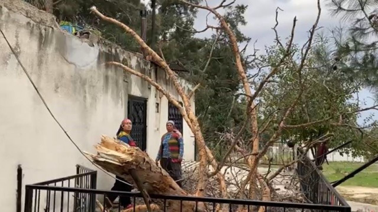 Osmaniye'de çam ağacı evin üzerine devrildi