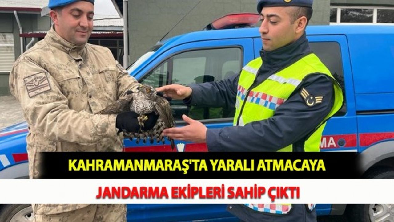 Kahramanmaraş'ta Yaralı Atmacaya Jandarma Ekipleri Sahip Çıktı