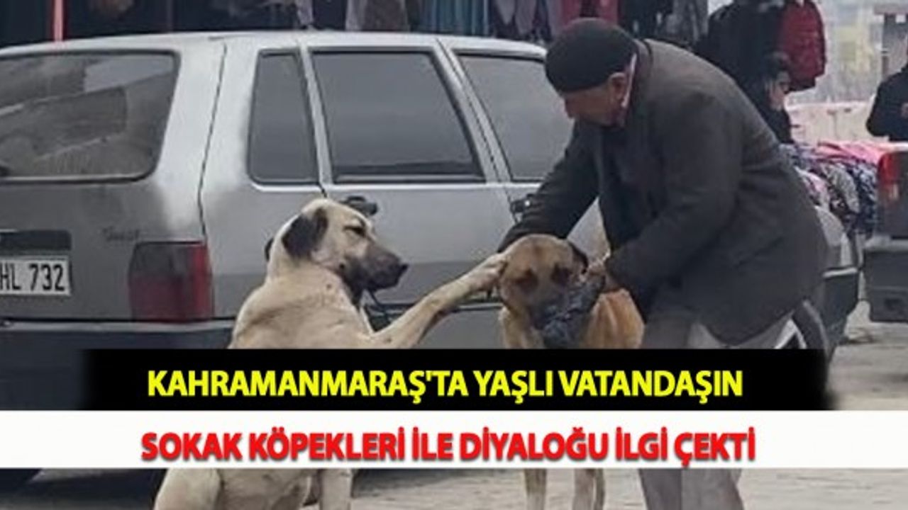 Kahramanmaraş'ta Yaşlı Vatandaşın Sokak Köpekleri İle Diyaloğu İlgi Çekti